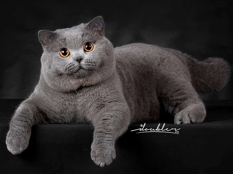 American Shorthair or British Shorthair? Find Your Perfect Cat!