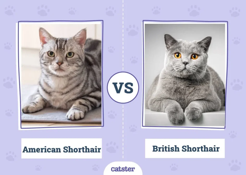 American Shorthair or British Shorthair? Find Your Perfect Cat!