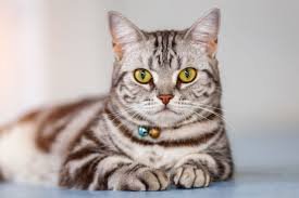 American Shorthair or British Shorthair? Find Your Perfect Cat!