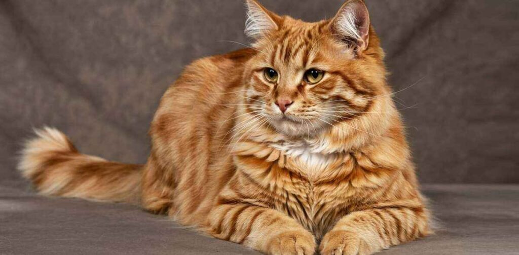 American Shorthair Orange Cat The Friendly and Vibrant Companion
